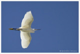 Aigrette garzette / Egretta garzetta