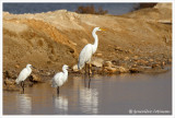 Aigrette garzette / Egretta garzetta //  Grande aigrette / Ardea alba
