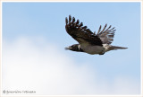 Corneille mantele /  Corvus cornix