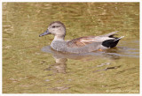Canard chipeau (m) / Anas strepera