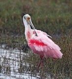 Roseate Spoonbill - adult_5075.jpg