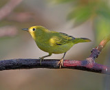 Yellow Warbler - female_3630.jpg