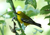 Blue-winged Warbler_7700.jpg