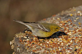 Pine Warbler - female_5149.jpg