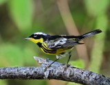 Magnolia Warbler - breeding male_9185.jpg