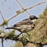  Yellow-rumped  (Myrtle) Warbler - breeding male_4763.jpg