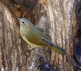 Orange-crowned Warbler_1556.jpg