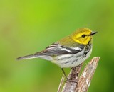 Black-throated Green Warbler - 1st year female_0312.jpg