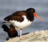 American Oystercatcher_8069.jpg