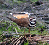 Killdeer_3421.jpg