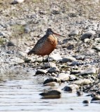 Hudsonian Godwit - male breeding_5555.jpg