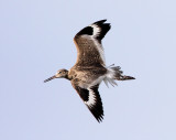Willet - wing pattern_3368.jpg