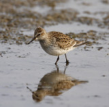 White-rumped Sandpiper_7121.jpg