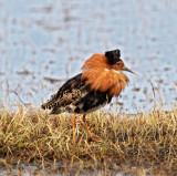 Ruff - male breeding_4770.jpg