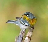 Northern Parula - female_6320.jpg