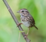 Lincolns Sparrow_6159.jpg