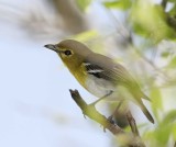 Yellow-throated Vireo_6155.jpg