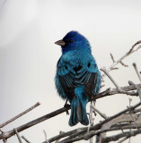 Indigo Bunting - breeding male_6402.jpg