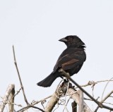 Bronzed Cowbird - juvenile molting_6414.jpg