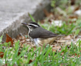 Louisiana Waterthrush_6645.jpg