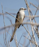 Scissor-tailed Flycatcher - female_7135.jpg