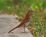 Brown Thrasher_8329.jpg