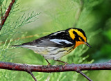 Blackburnian Warbler - male_6909.jpg