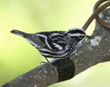 Black-and-white Warbler - male_7768.jpg