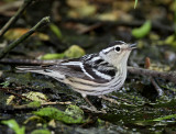 Black-and-white Warbler - female_7761.jpg