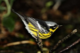 Magnolia Warbler - male_8677.jpg