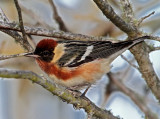 Bay-breasted Warbler - male_9242.jpg