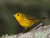Yellow Warbler - male_9368.jpg
