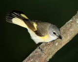 American Redstart - female_8706.jpg