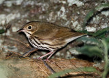 Ovenbird_9520.jpg