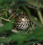 Ovenbird_9513.jpg