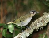 Red-eyed Vireo_9660.jpg