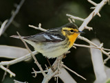 Blackburnian Warbler - female_9816.jpg