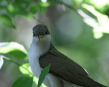 Yellow-billed Cuckoo_9781.jpg
