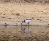 Peep Sandpiper_9887.jpg