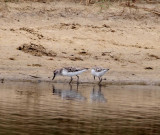Peep Sandpiper_9890.jpg
