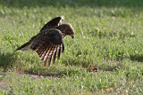 Red-shouldered Hawk eating crawfish_0500.jpg