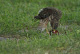 Red-shouldered Hawk eating crawfish_0568.jpg