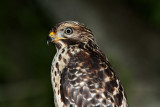 Red-shouldered Hawk - juvenile_1303.jpg