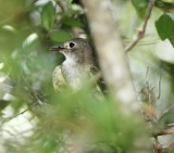 Empid Flycatcher _1713.jpg