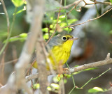 Canada Warbler_1718.jpg