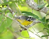 Magnolia Warbler_1729.jpg