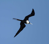 Magnificent Frigatebird at LaFittes Cove_1768.jpg