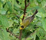 Wilsons Warbler_2026.jpg