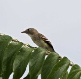 Least Flycatcher_2049.jpg