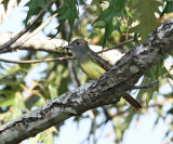 Great Crested Flycatcher with grasshopper_1982.jpg